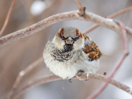 Sparrow sits on a branch without leaves. Sparrow on a branch in the autumn or winterの写真素材