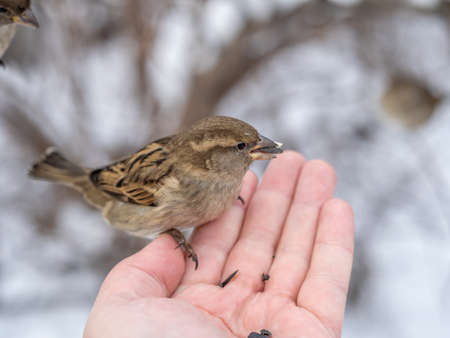 Sparrow eats seeds from a man's hand. A Sparrow bird sitting on the hand and eating nuts.の写真素材