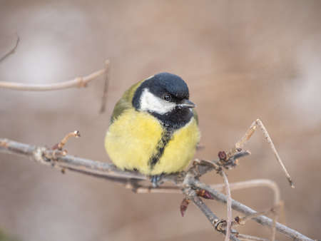 Cute bird Great tit, songbird sitting on a branch without leaves in the autumn or winter. Parus majorの写真素材