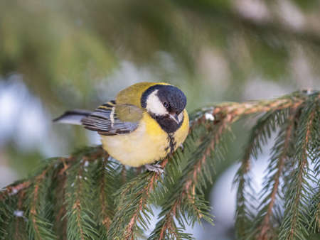 Cute bird Great tit, songbird sitting on the nice fir branch. Parus majorの写真素材