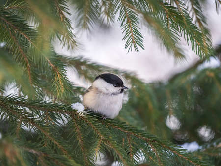 Cute bird The willow tit, song bird sitting on the fir branch. Willow tit perching on tree in winter. The willow tit, lat. Poecile montanus.の写真素材