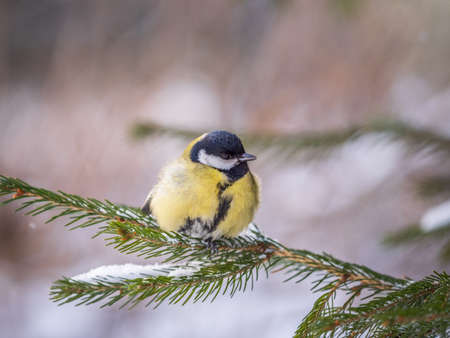 Cute bird Great tit, songbird sitting on the fir branch with snow in winter. Parus majorの写真素材