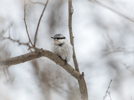 Eurasian nuthatch or wood nuthatch, lat. Sitta europaea, sitting on a tree branch with a blurred background. Gray and Orange colored small bird with a black eyestripe.の写真素材