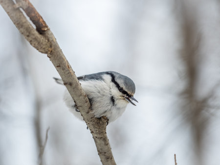 Eurasian nuthatch or wood nuthatch, lat. Sitta europaea, sitting on a tree branch with a blurred background. Gray and Orange colored small bird with a black eyestripe.の写真素材