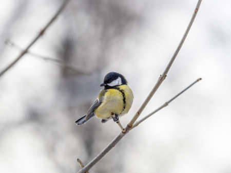 Cute bird Great tit, songbird sitting on a branch without leaves in the autumn or winter. Parus majorの写真素材