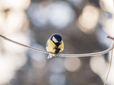 Cute bird Great tit, songbird sitting on a branch without leaves in the autumn or winter. Parus majorの写真素材