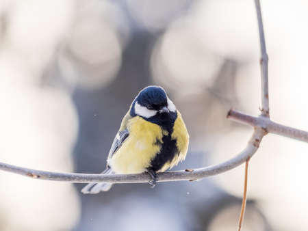 Cute bird Great tit, songbird sitting on a branch without leaves in the autumn or winter. Parus majorの写真素材