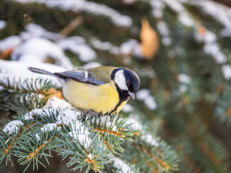 Cute bird Great tit, songbird sitting on the fir branch with snow in winter. Parus majorの写真素材