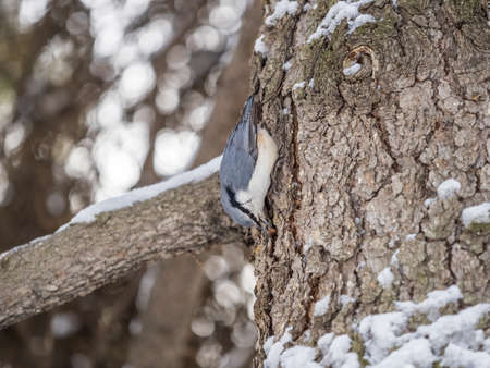 Eurasian nuthatch or wood nuthatch, lat. Sitta europaea, sitting on a tree trunk with snow in winter. Orange colored small bird with a black eyestripe.の写真素材
