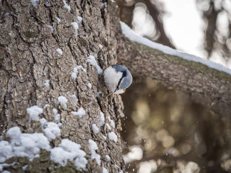 Eurasian nuthatch or wood nuthatch, lat. Sitta europaea, sitting on a tree trunk with snow in winter. Orange colored small bird with a black eyestripe.の写真素材