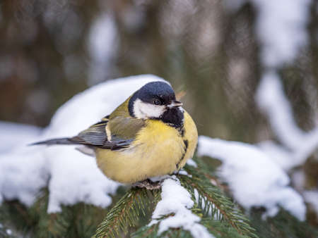 Cute bird Great tit, songbird sitting on the fir branch with snow in winter. Parus majorの写真素材