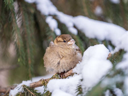 Sparrow sits on a fir branch in the sunset light. Sparrow on a branch with snow in the autumn or winterの写真素材