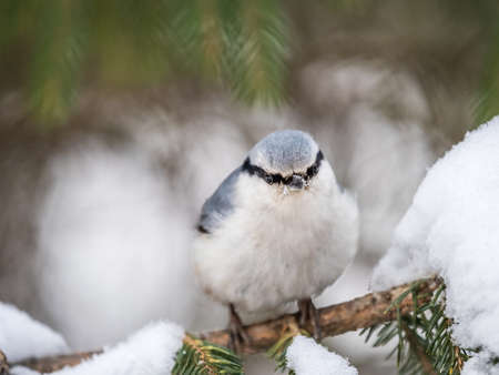 Eurasian nuthatch or wood nuthatch, lat. Sitta europaea, sitting on the fir branch with snow in winter forest. Gray and Orange colored small bird with a black eyestripe.の写真素材