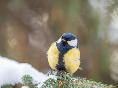 Cute bird Great tit, songbird sitting on the fir branch with snow in winter. Parus majorの写真素材
