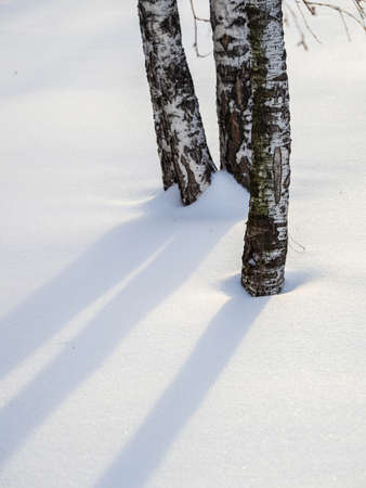 A tree trunk with snow in winter. The trunk of a birch tree covered with snow. nature in winter. Trees in winter.の写真素材