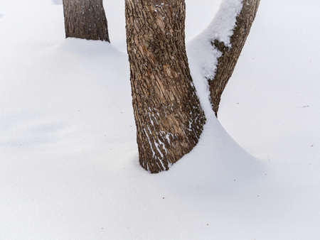 Relief texture of the brown bark of an apple tree with white snow on it. Texture of the bark of an apple tree in winter with snow.の写真素材