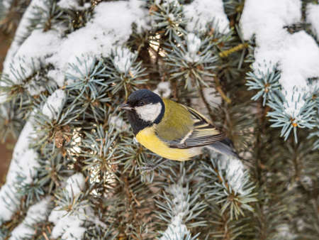 Cute bird Great tit, songbird sitting on the fir branch with snow in winter. Parus majorの写真素材