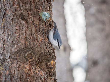 Eurasian nuthatch or wood nuthatch, lat. Sitta europaea, sitting on a tree trunk with snow in winter. Orange colored small bird with a black eyestripe.の写真素材