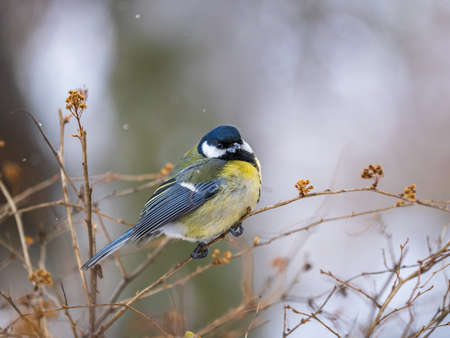 Cute bird Great tit, songbird sitting on a branch without leaves in the autumn or winter. Parus majorの写真素材