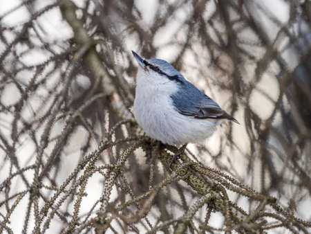 Eurasian nuthatch or wood nuthatch, lat. Sitta europaea, sitting on a tree branch with a blurred background. Gray and Orange colored small bird with a black eyestripe.の写真素材