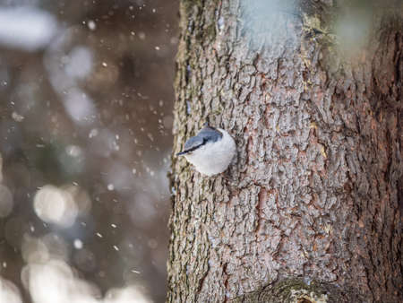 Eurasian nuthatch or wood nuthatch, lat. Sitta europaea, sitting on a tree trunk with snow in winter. Orange colored small bird with a black eyestripe.の写真素材