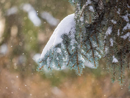 Green fir branches in winter covered with snow. Branches of fir tree as background, closeup. Christmas backgroundの写真素材