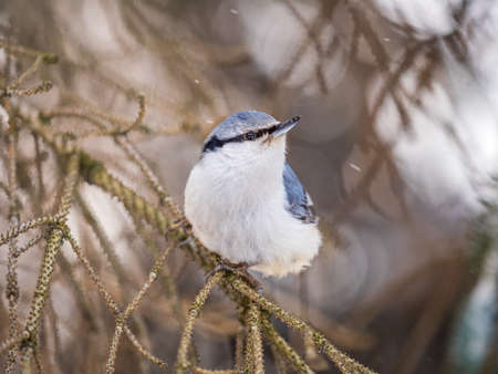 Eurasian nuthatch or wood nuthatch, lat. Sitta europaea, sitting on a tree branch with a blurred background. Gray and Orange colored small bird with a black eyestripe.の写真素材