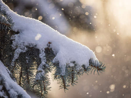 Green fir branches in winter covered with snow. Branches of fir tree as background, closeup. Christmas backgroundの写真素材