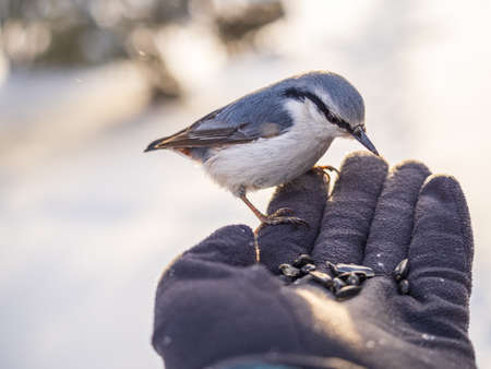 The Eurasian nuthatch eats seeds from a man's hand. Hungry bird wood nuthatch eating seeds from a hand during winter or autumn. Caring for animals in winter or autumn.の写真素材