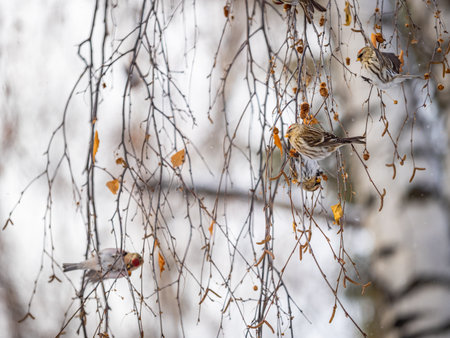 A flock of common redpolls, lat. Acanthis flammea, feeding on birch in winter. Common redpoll, cute bird with bright red patch on its forehead sits on tree branch without leaves in winter day.の写真素材