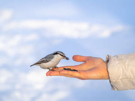 The Eurasian nuthatch eats seeds from a palm. Hungry bird wood nuthatch eating seeds from a hand during winter or autumn. Caring for animals in winter or autumn.の写真素材