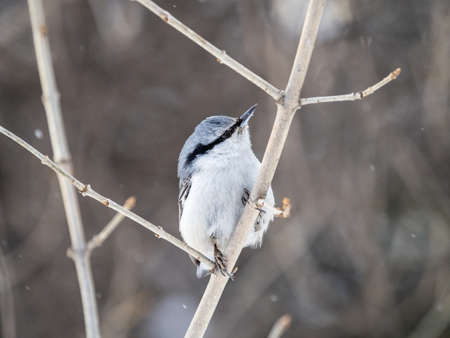 Eurasian nuthatch or wood nuthatch, lat. Sitta europaea, sitting on a tree branch with a blurred background. Gray and Orange colored small bird with a black eyestripe.の写真素材