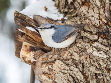 Eurasian nuthatch or wood nuthatch, lat. Sitta europaea, sitting on a tree trunk with snow in winter. Orange colored small bird with a black eyestripe.の写真素材