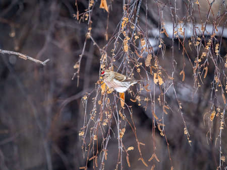 Common redpoll, cute bird with bright red patch on its forehead sits on tree branch without leaves in winter. Acanthis flammea femaleの写真素材