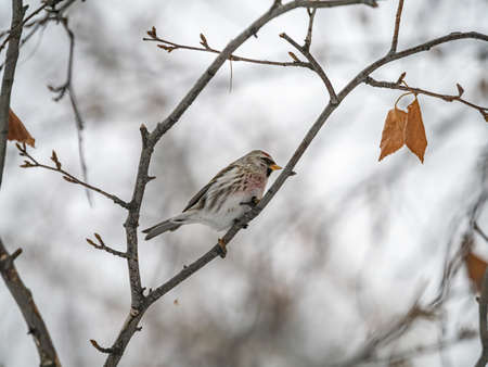 Common redpoll, cute bird with bright red patch on its forehead sits on tree branch without leaves in winter. Acanthis flammea femaleの写真素材