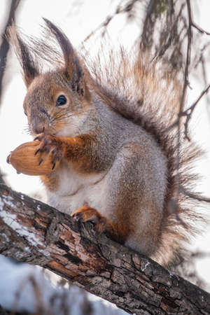 The squirrel with nut sits on tree in the winter or late autumn. Eurasian red squirrel, Sciurus vulgaris.の写真素材