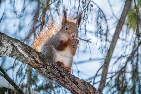 The squirrel with nut sits on tree in the winter or late autumn. Eurasian red squirrel, Sciurus vulgaris.の写真素材