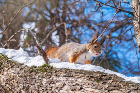 Squirrel in winter sits on a tree trunk with snow. Eurasian red squirrel, Sciurus vulgaris, sitting on branch covered in snow in winter.の写真素材