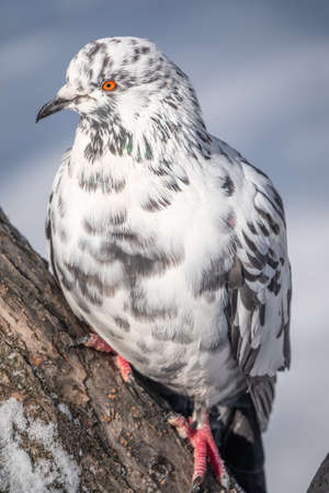 White and gray pigeon sitting on a branch. Domestic pigeon bird and blurred natural background. Gray dove bird.の写真素材