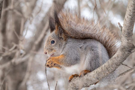 The squirrel with nut sits on tree in the winter or late autumn. Eurasian red squirrel, Sciurus vulgaris.の写真素材
