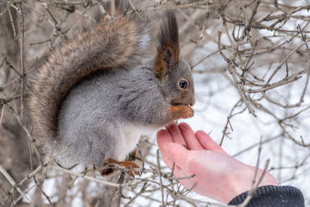 Squirrel in the winter eating nuts from a man's hand. Caring for animals in winter or autumn. Eurasian red squirrel, Sciurus vulgarisの写真素材