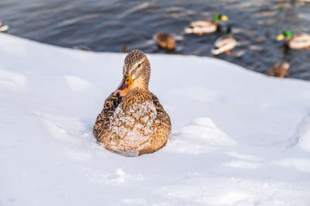 Female duck sits on the white snow. Mallard, lat. Anas platyrhynchos.の写真素材
