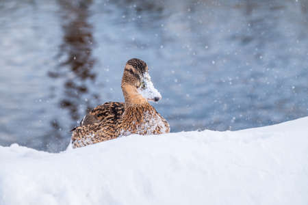 Female duck sits on the white snow. Mallard, lat. Anas platyrhynchos.の写真素材