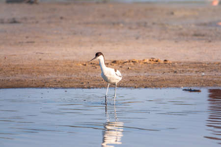 The pied avocet, Recurvirostra avosetta, is a large black and white wader with long, upturned beak and long, bluish legsの写真素材