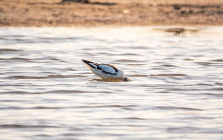 Water bird pied avocet, Recurvirostra avosetta, feeding in the lake. The pied avocet is a large black and white wader with long, upturned beak and long, bluish legsの写真素材