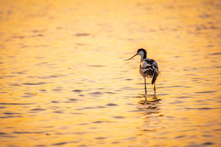 Water bird pied avocet, Recurvirostra avosetta, standing in the water in orange sunset light. The pied avocet is a large black and white wader with long, upturned beak and long, bluish legsの写真素材