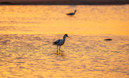 Water bird pied avocet, Recurvirostra avosetta, standing in the water in orange sunset light. The pied avocet is a large black and white wader with long, upturned beak and long, bluish legsの写真素材