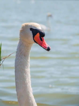 Portrait of a graceful white swan with long neck on blue water background. The mute swan, Cygnus olorの写真素材