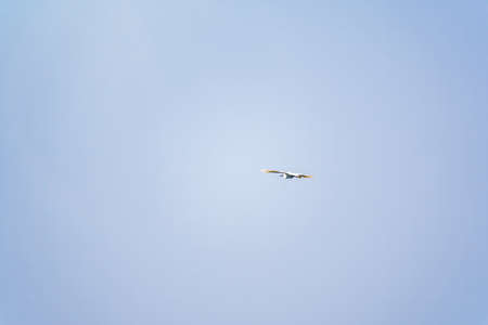 Little Egret in Flight. Small White Heron, lat. Egretta garzettaの写真素材