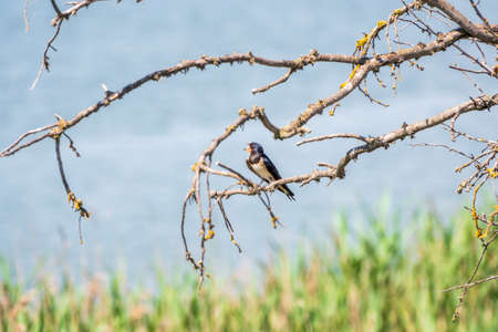Barn Swallow Hirundo rustica resting on a dry branch of a tree in the summer on blue and green background. The barn swallow is the most widespread species of swallow in the worldの写真素材